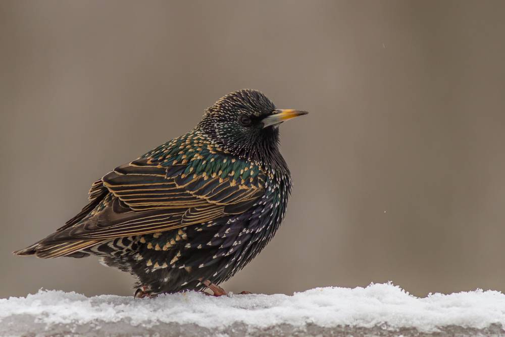 European Starling